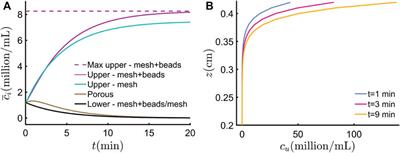 Photogyrotactic Concentration of a Population of Swimming Microalgae Across a Porous Layer